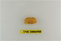 藏品(肉球皺蟹)的圖片